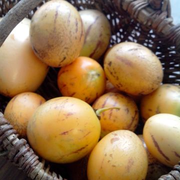 Pera melón - Solanum muricatum