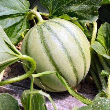 Melón Savor