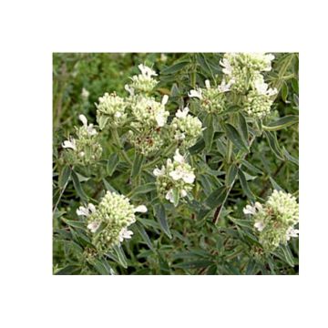 Menta de montaña peluda - Pycnantemum pilosum