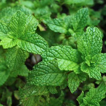 Menta española