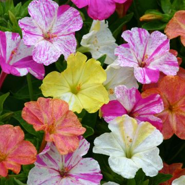 Mirabilis jalapa Marbles Mix