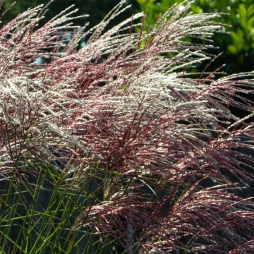 Miscanthus sinensis Grosse Fontäne