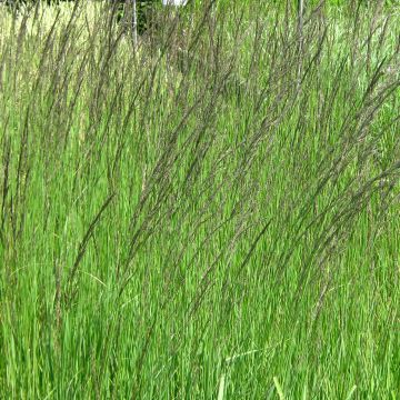 Molinia Fontäne - Boja