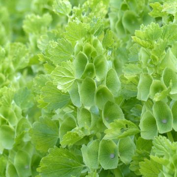 Moluccella laevis Bells of Ireland - Campanas de Irlanda