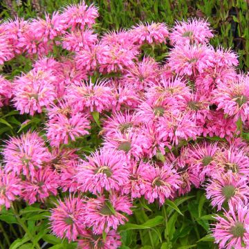 Bergamota silvestre Pardon My Pink