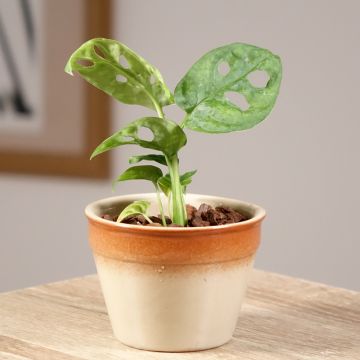 Monstera adansonii