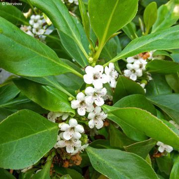 Myoporum laetum  - Ngaio, Mousehole Tree, Myoporum.