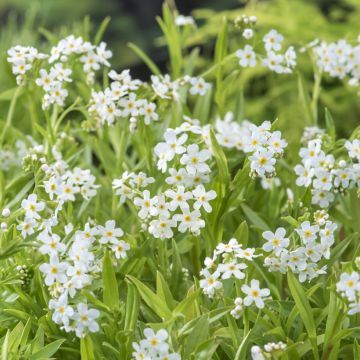 Myosotis scorpioides Alba - Nomeolvides de agua