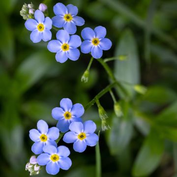Myosotis scorpioides - Nomeolvides de agua