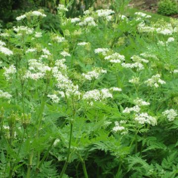 Cerifolio - Myrrhis odorata