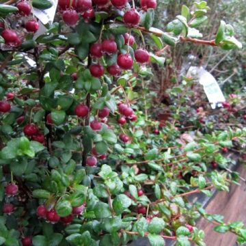 Myrtus ugni Elite - Murtilla