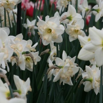 Narciso Changing Colors