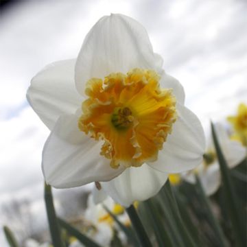Narciso Chantilly
