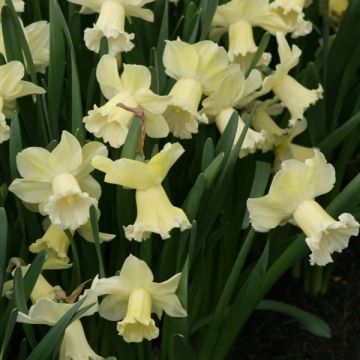 Narciso Galactic Star