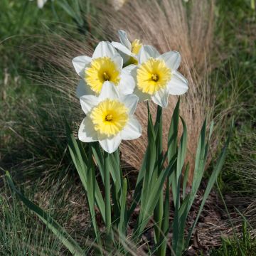 Narciso Ice Follies
