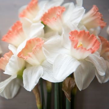 Narciso Pink Charm