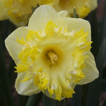 Narciso Snowtip