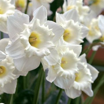 Narciso Steptoe