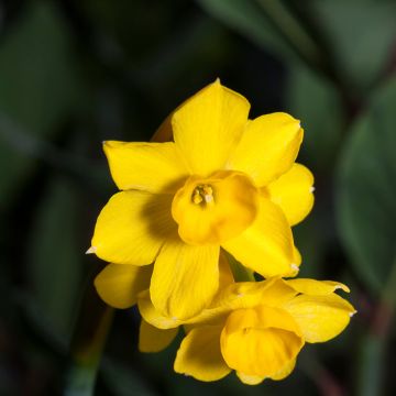 Narciso fernandesii var. cordubensis