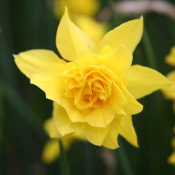 Narciso Rugulosus Flore Pleno