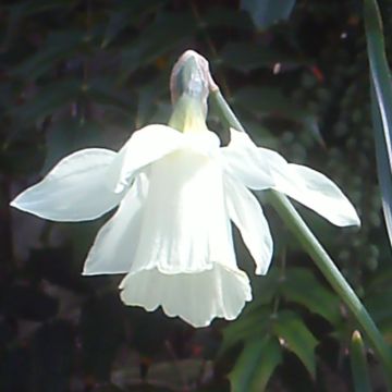Narciso de los poetas - Narcissus pseudonarcissus subsp. moschatus