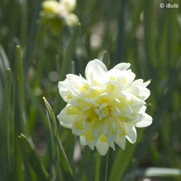 Narciso Irene Coppeland
