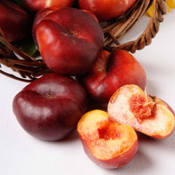 Nectarina Mesembrine
