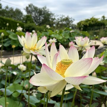 Nelumbo Tricolore - Flor de loto