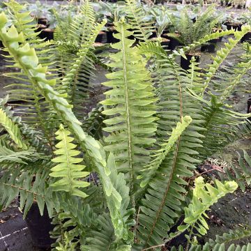 Nephrolepis cordifolia Artic Jungle
