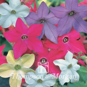 Tabaco en Flor Eau De Cologne