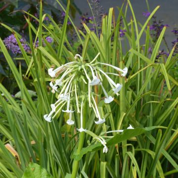 Nicotiana sylvestris - Tabaco del bosque