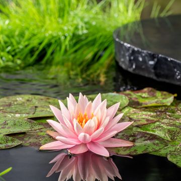 Nenúfar Colorado - Nymphaea