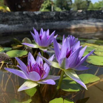 Nenúfar colorata - Nymphaea