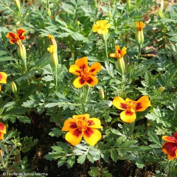 Clavel de moro - Tagetes patula
