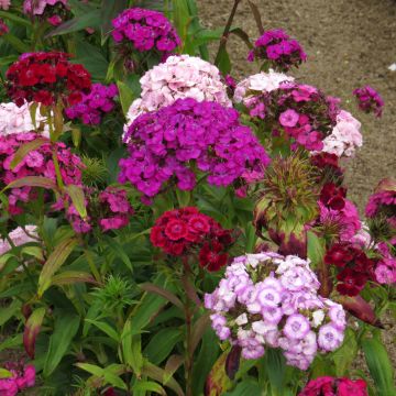 Clavel del poeta Mix - Dianthus barbatus