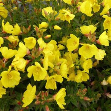 Oenothera fruticosa Michelle Ploeger - Onagra
