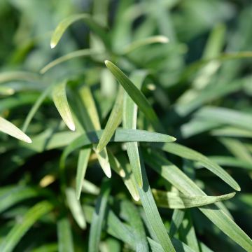 Ophiopogon japonicus Minor - Convalaria