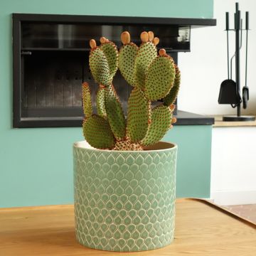 Opuntia microdasys var. rufida