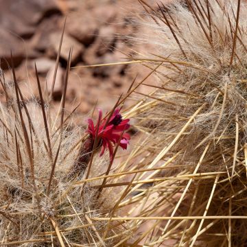 Oreocereus leucotrichus - Cactus cierge