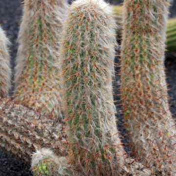 Oreocereus trollii - Vieil homme des Andes