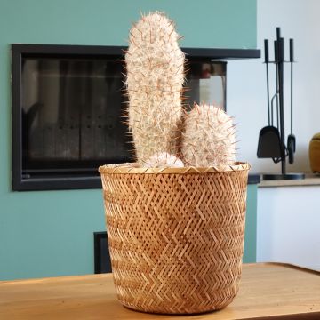 Oreocereus trollii - Catus