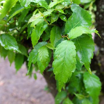 Zelkova serrata Goblin
