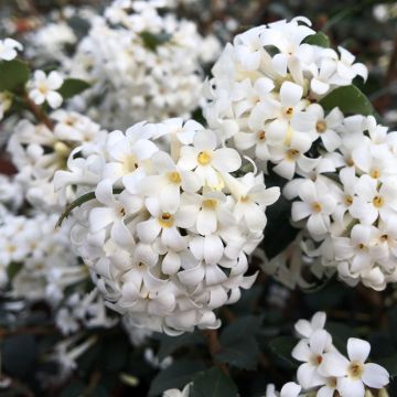Osmanthus delavayi Perfume of Nature® - Delavay Osmanthus, Delavay Tea Olive, Fragrant Olive
