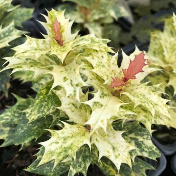 Osmanthus heterophyllus Tricolor - Acebo chino