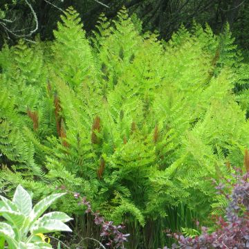 Osmunda regalis Purpurascens - Helecho real