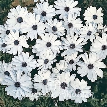 Osteospermum Glistening White - Margarita del Cabo
