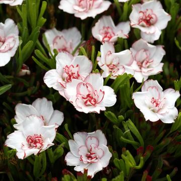 Oxalis Censation Double Pink Wonder - Acederilla