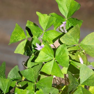 Oxalis triangularis subsp.papilionacea Amber - Oxalis triangulaire, Oxalide triangulaire, Trèfle tubéreux