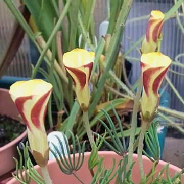 Oxalis versicolor Golden Cape - Acederilla