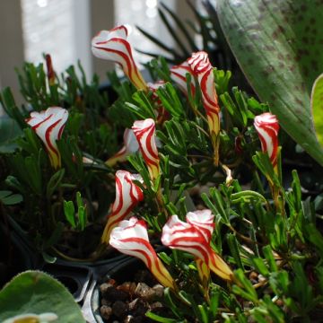 Oxalis versicolor - Acederilla